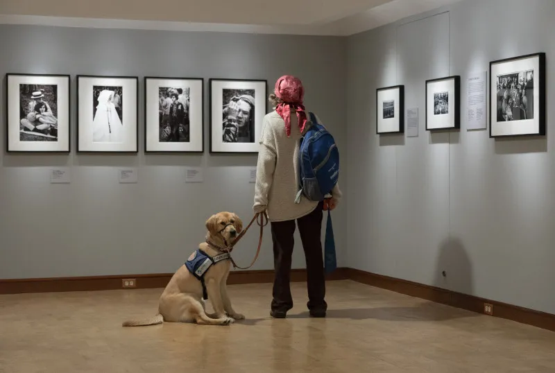 A visitor looking at black and white photography in a special exhibition while their service dog sits patiently next to them.